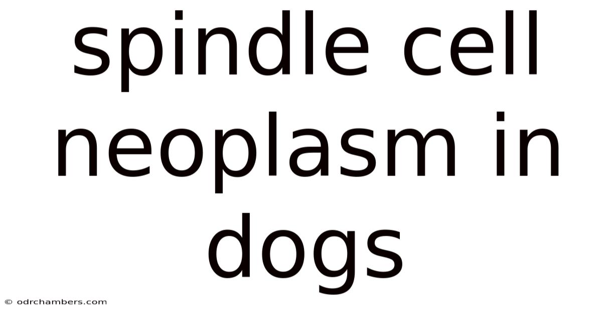 Spindle Cell Neoplasm In Dogs