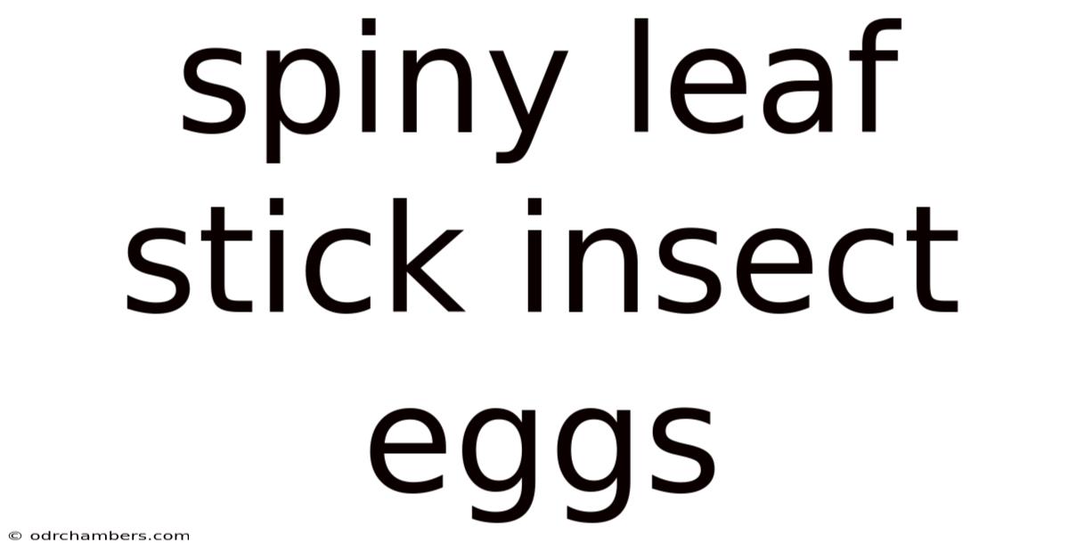 Spiny Leaf Stick Insect Eggs