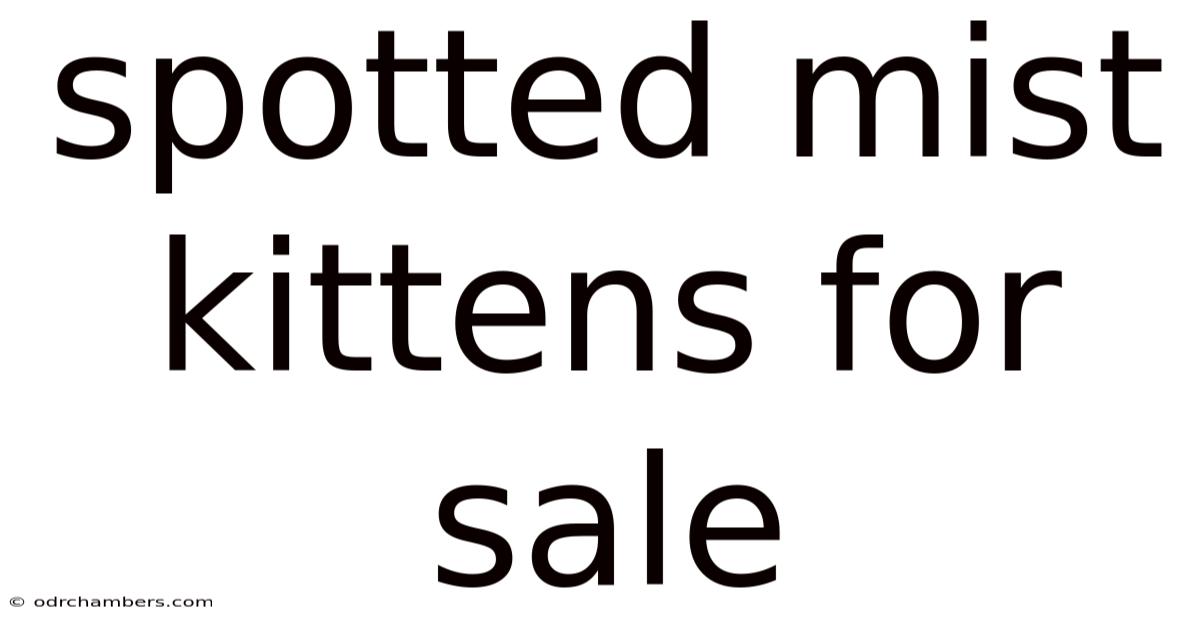 Spotted Mist Kittens For Sale