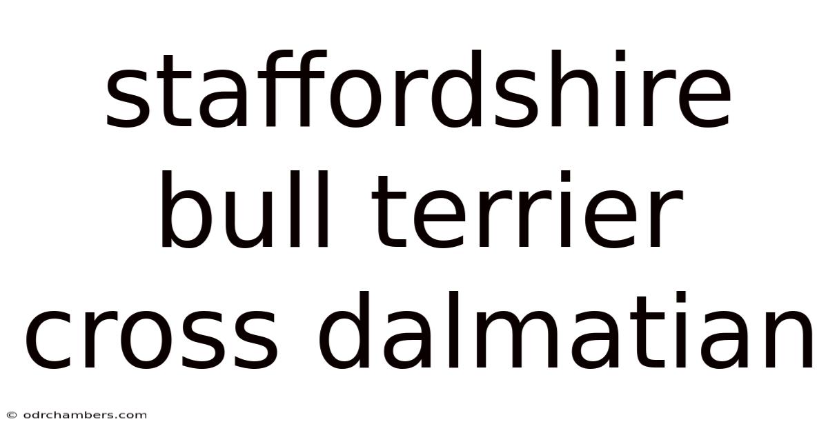 Staffordshire Bull Terrier Cross Dalmatian