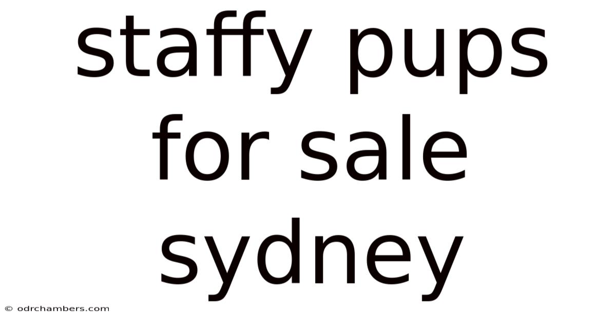 Staffy Pups For Sale Sydney
