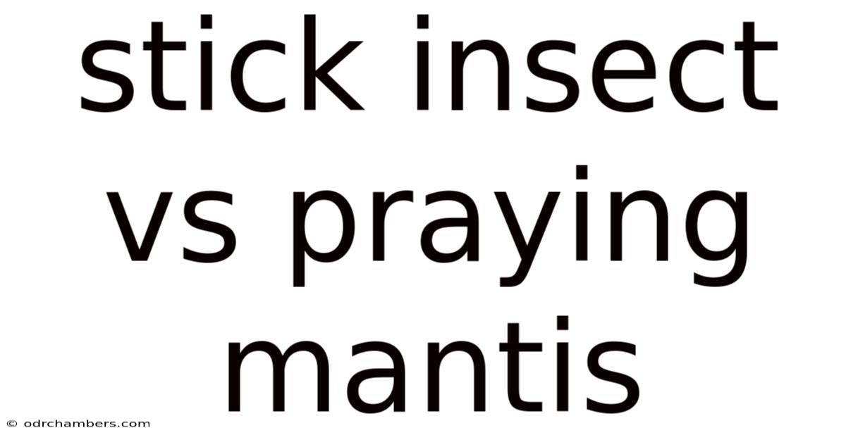 Stick Insect Vs Praying Mantis