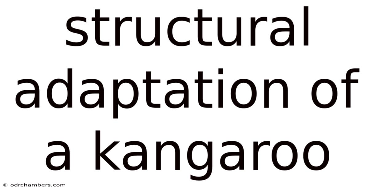 Structural Adaptation Of A Kangaroo