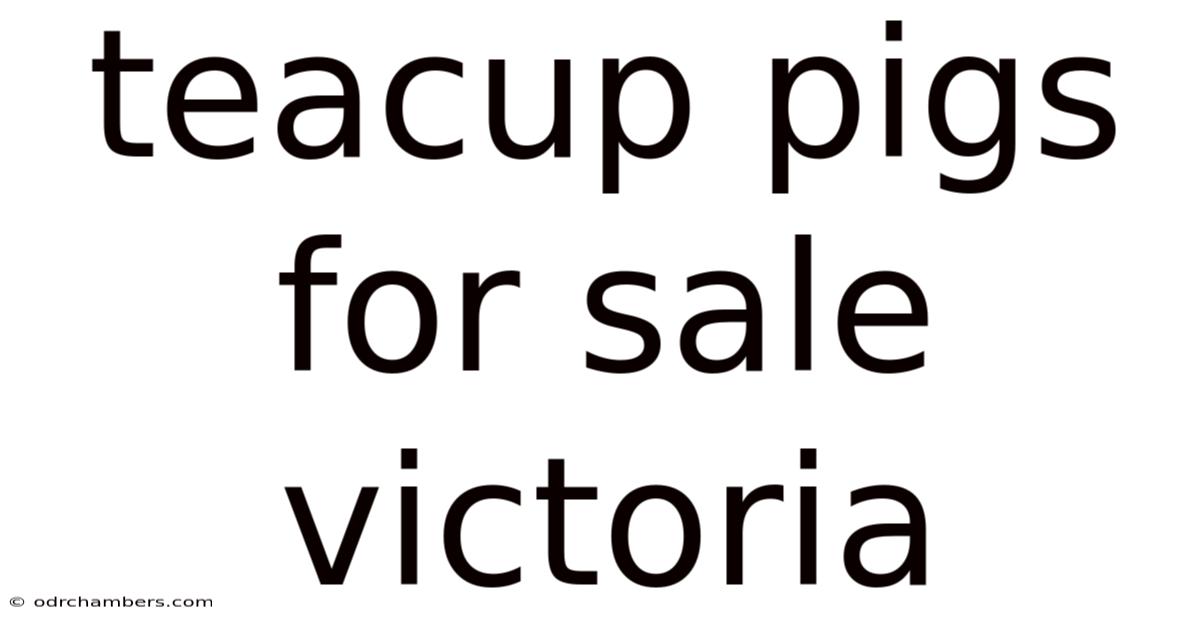 Teacup Pigs For Sale Victoria
