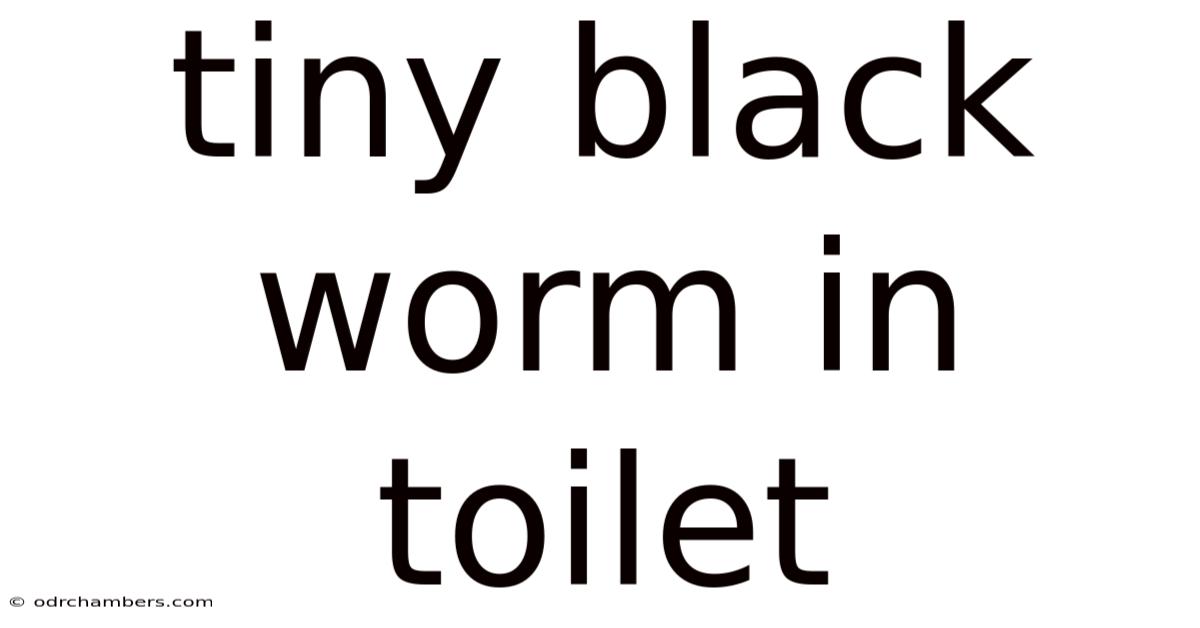 Tiny Black Worm In Toilet