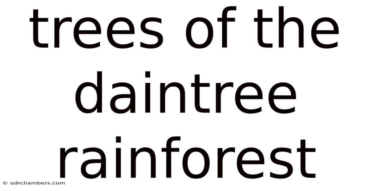 Trees Of The Daintree Rainforest