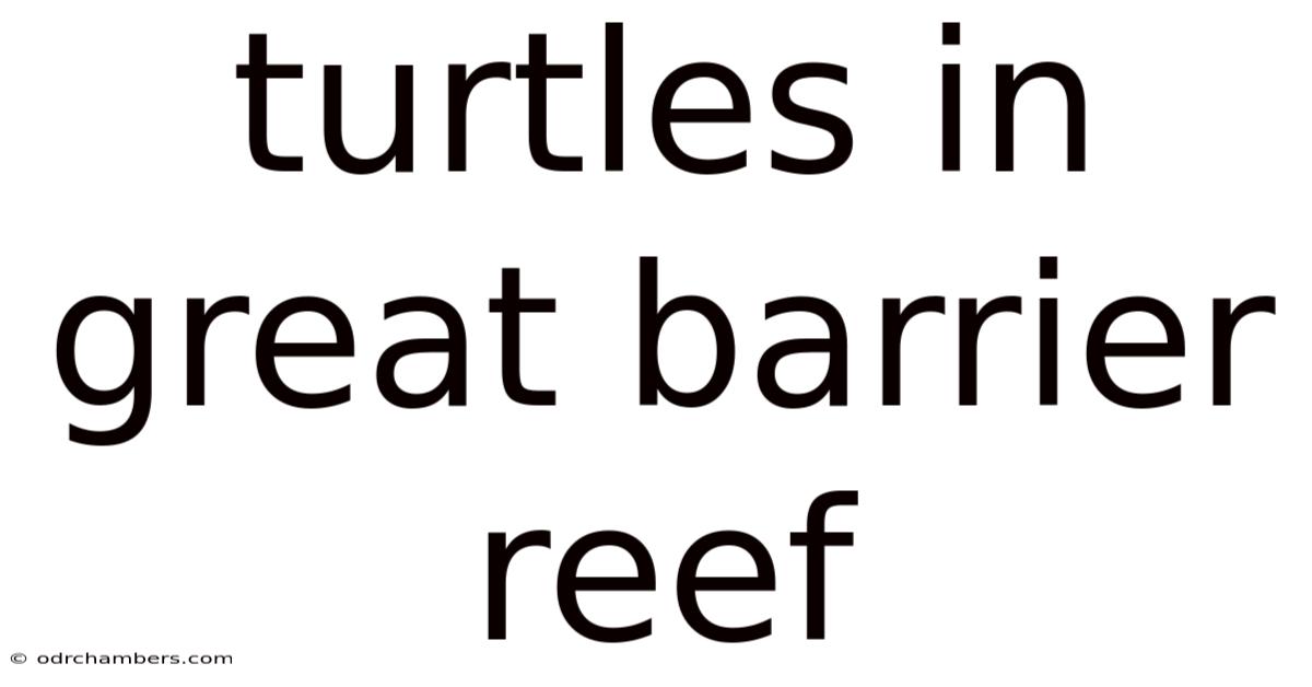 Turtles In Great Barrier Reef