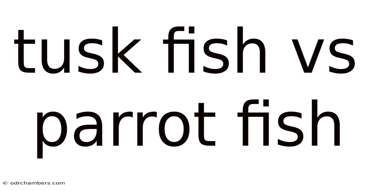 Tusk Fish Vs Parrot Fish