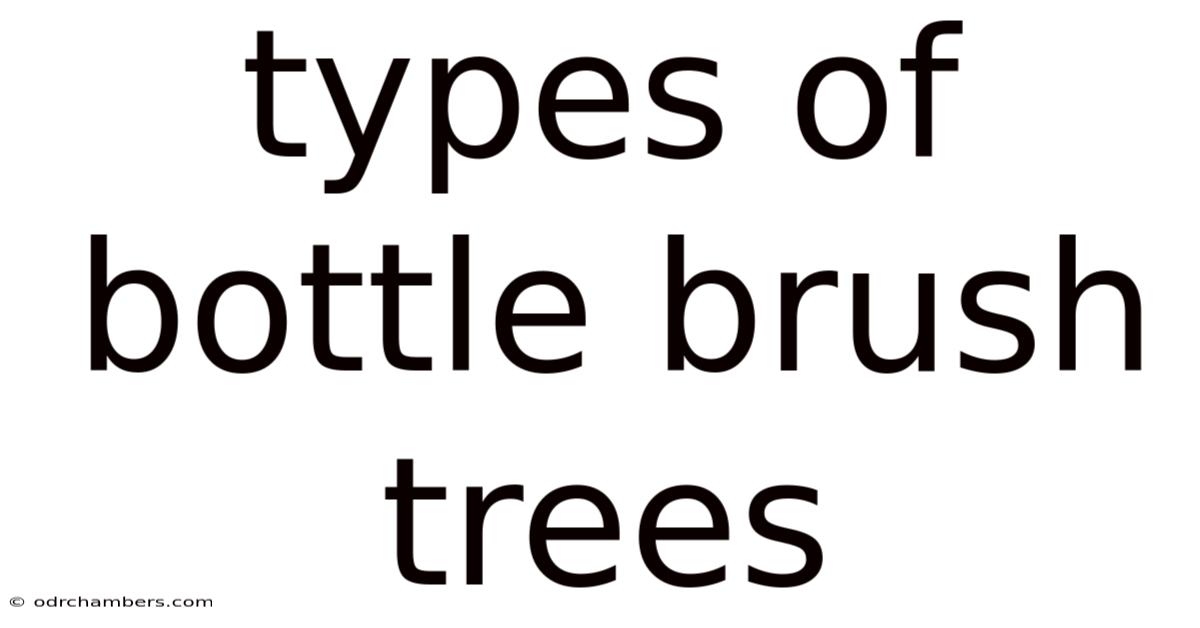 Types Of Bottle Brush Trees