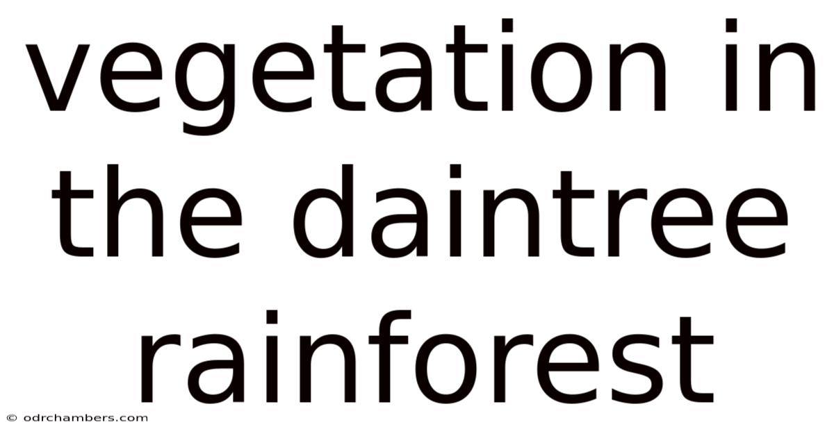 Vegetation In The Daintree Rainforest