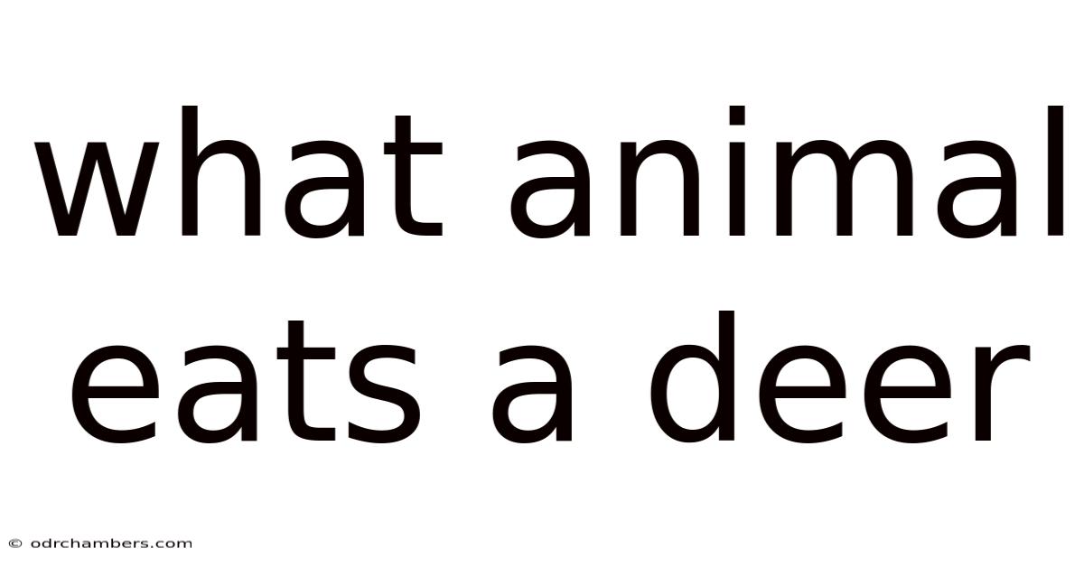 What Animal Eats A Deer