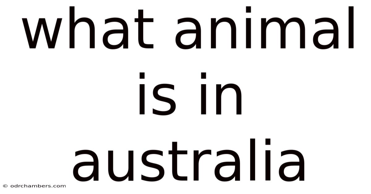 What Animal Is In Australia