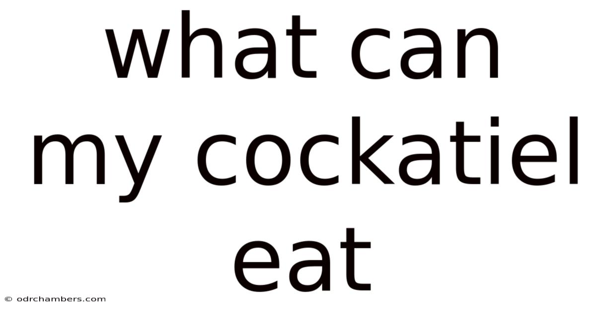 What Can My Cockatiel Eat
