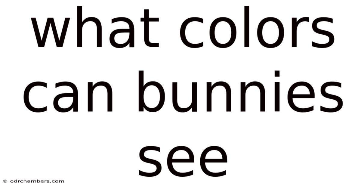 What Colors Can Bunnies See