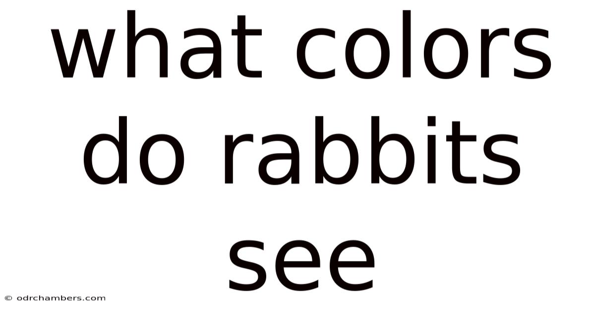 What Colors Do Rabbits See