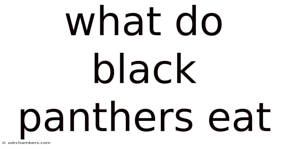 What Do Black Panthers Eat