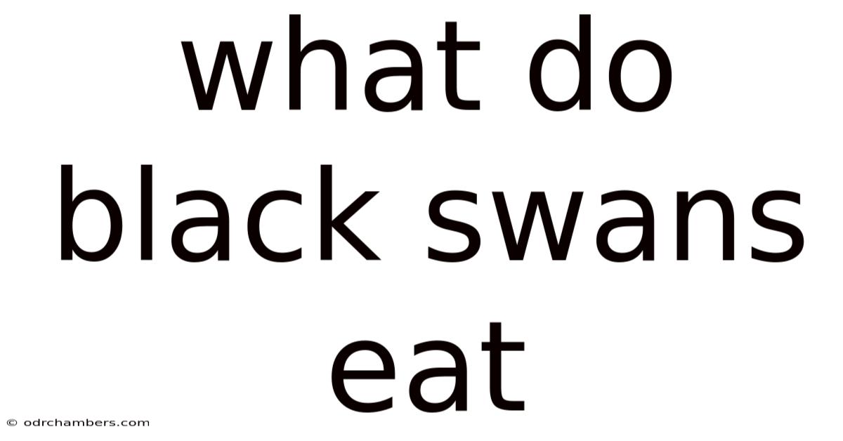 What Do Black Swans Eat