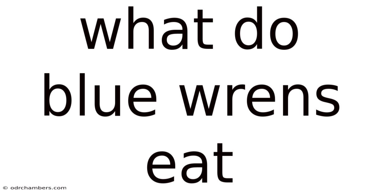 What Do Blue Wrens Eat