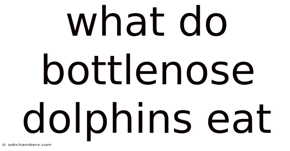What Do Bottlenose Dolphins Eat