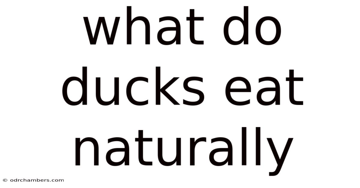 What Do Ducks Eat Naturally