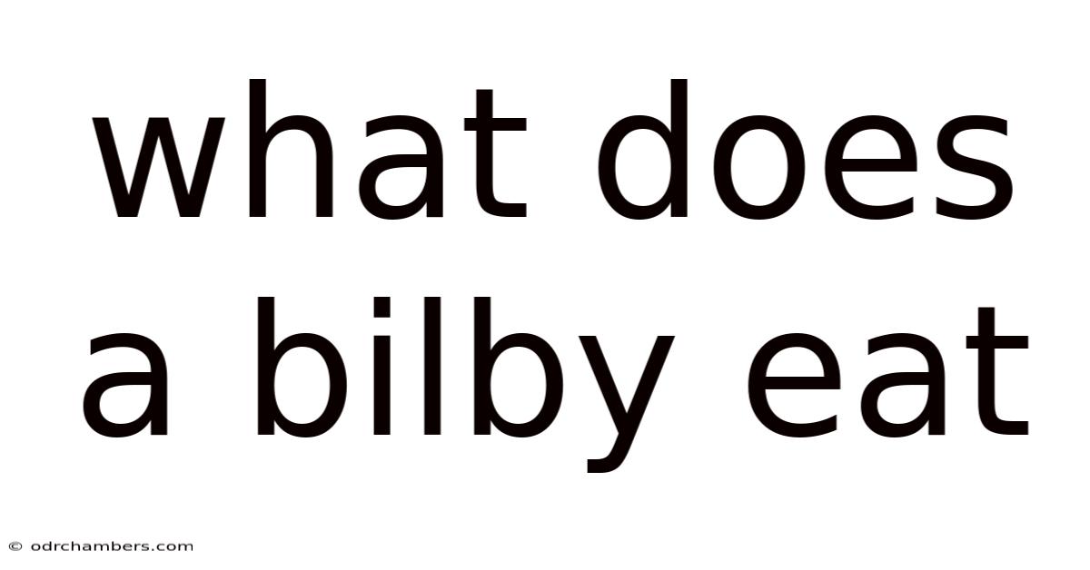 What Does A Bilby Eat