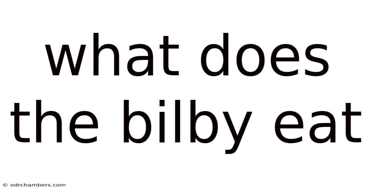 What Does The Bilby Eat