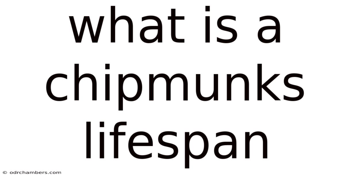 What Is A Chipmunks Lifespan