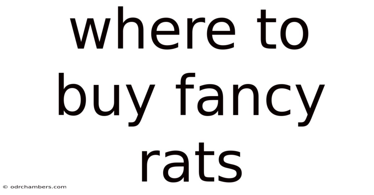 Where To Buy Fancy Rats