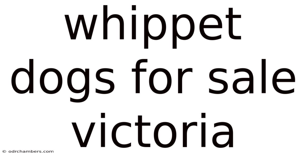 Whippet Dogs For Sale Victoria