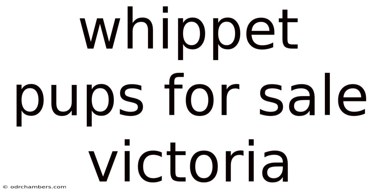 Whippet Pups For Sale Victoria
