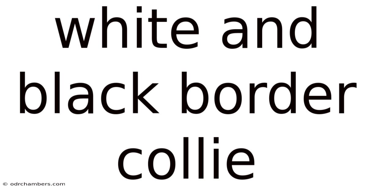 White And Black Border Collie
