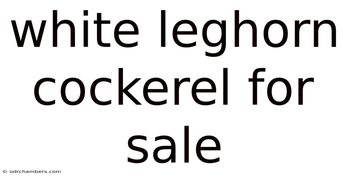 White Leghorn Cockerel For Sale