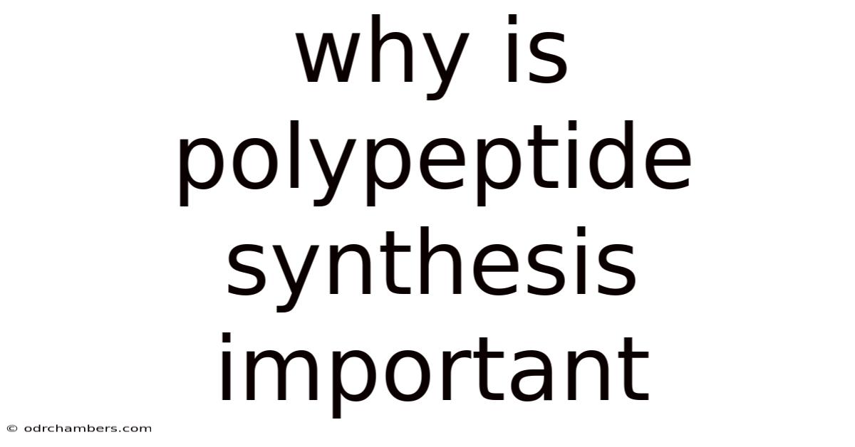 Why Is Polypeptide Synthesis Important