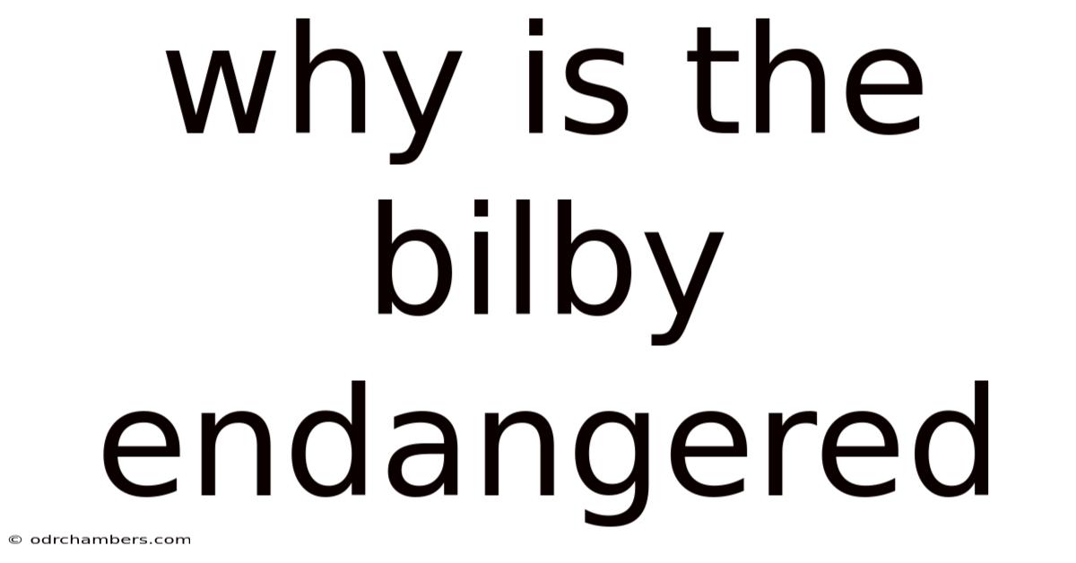 Why Is The Bilby Endangered